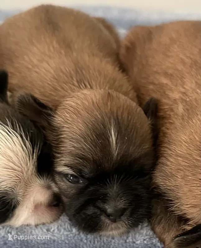 Bree – Shih Tzu puppy for sale in Ashburnham, MA