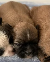 Bree, a female Shih Tzu for sale in Ashburnham, MA – 1 of 2