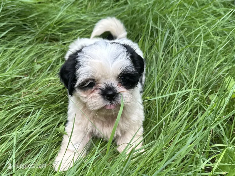 Duke – Shih Tzu puppy for sale in Ashburnham, MA