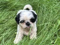 Duke, a male Shih Tzu for sale in Ashburnham, MA – 2 of 4