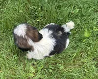 Nemo, a male Shih Tzu for sale in Ashburnham, MA – 7 of 7