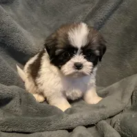 Kevin, a male Shih Tzu for sale in Ashburnham, MA – 6 of 7