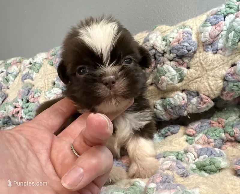 Jiffy – Shih Tzu puppy for sale in Ashburnham, MA