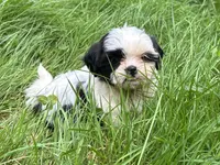 Coco, a female Shih Tzu for sale in Ashburnham, MA – 3 of 8