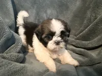 Bobo, a male Shih Tzu for sale in Ashburnham, MA – 2 of 4