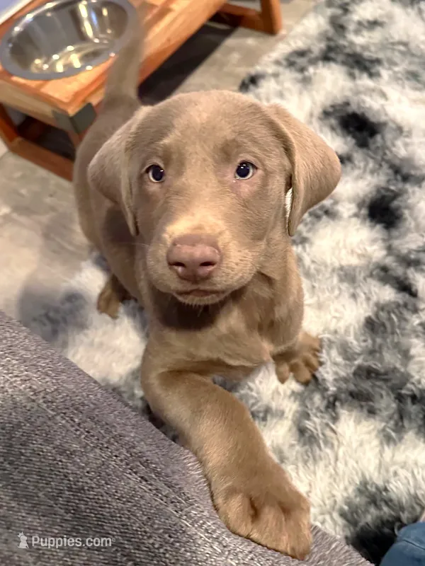 Riley – Labrador Retriever puppy for sale in Ashburnham, MA