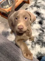 Riley, a female Labrador Retriever for sale in Ashburnham, MA – 1 of 2