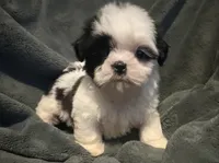 Coco, a female Shih Tzu for sale in Ashburnham, MA – 4 of 4