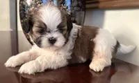 Mr Huggable , a male Shih Tzu for sale in Ashburnham, MA – 4 of 7