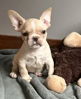 AKC Truffle, a female French Bulldog for sale in Ashburnham, MA – 4 of 6
