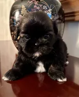 Ms. Licorice, a female Shih Tzu for sale in Ashburnham, MA – 2 of 5