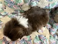 Jiffy, a male Shih Tzu for sale in Ashburnham, MA – 2 of 5