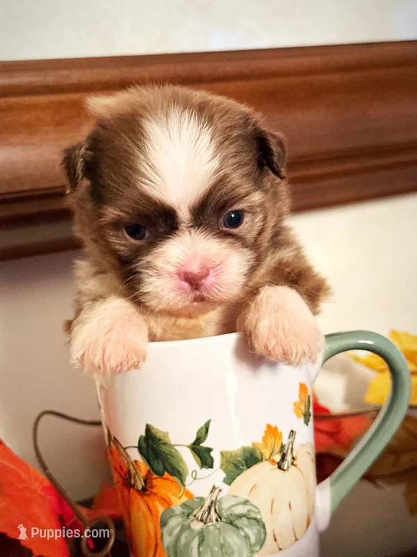 Ms. Latte tea cup AKC  – Shih Tzu puppy for sale in Ashburnham, MA