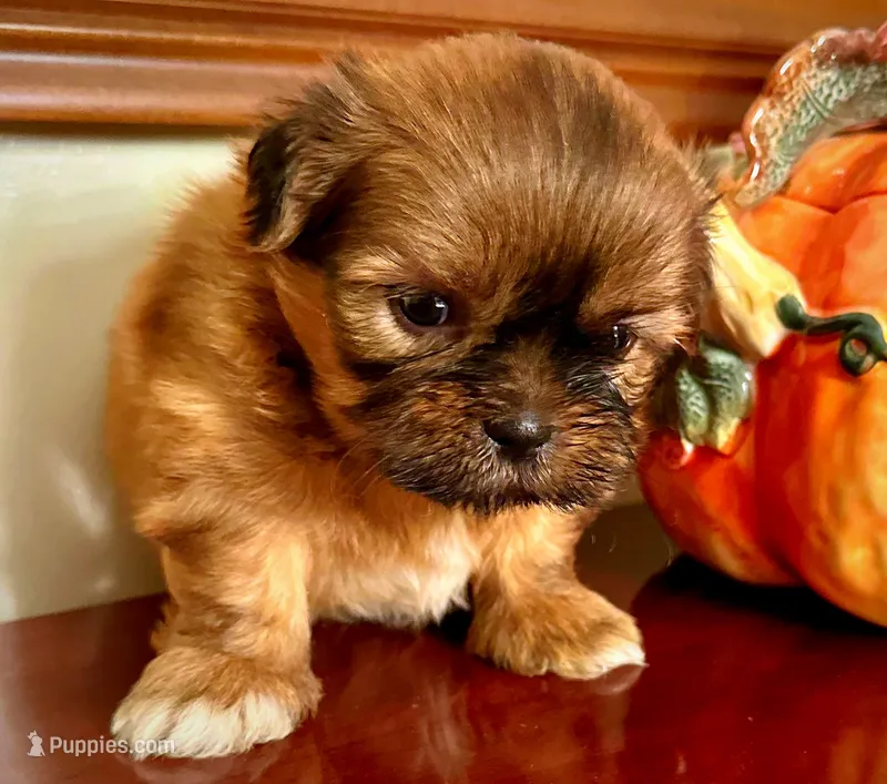 Mr. Teddy Bear – Shih Tzu puppy for sale in Ashburnham, MA