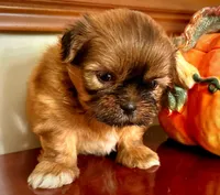 Mr. Teddy Bear, a male Shih Tzu for sale in Ashburnham, MA – 1 of 4