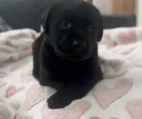 Smiley , a female Labrador Retriever for sale in Ashburnham, MA – 2 of 2