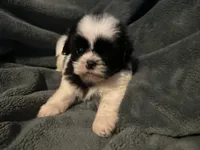 Benny, a male Shih Tzu for sale in Ashburnham, MA – 4 of 6