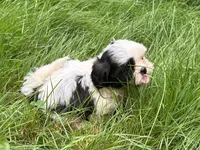 Coco, a female Shih Tzu for sale in Ashburnham, MA – 8 of 8
