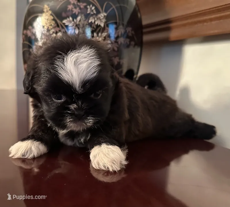 Ms. Tabitha – Shih Tzu puppy for sale in Ashburnham, MA