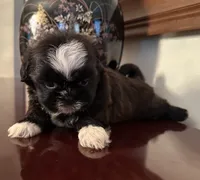 Ms. Tabitha, a female Shih Tzu for sale in Ashburnham, MA – 1 of 6
