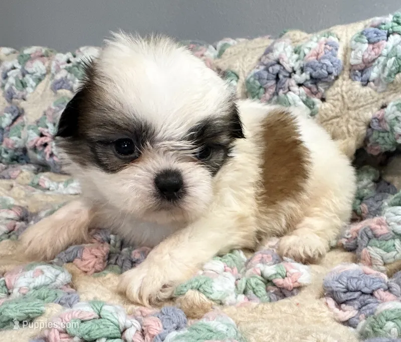 Clair – Shih Tzu puppy for sale in Ashburnham, MA