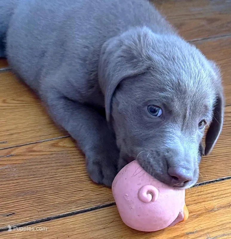 Maxx – Labrador Retriever puppy for sale in Ashburnham, MA