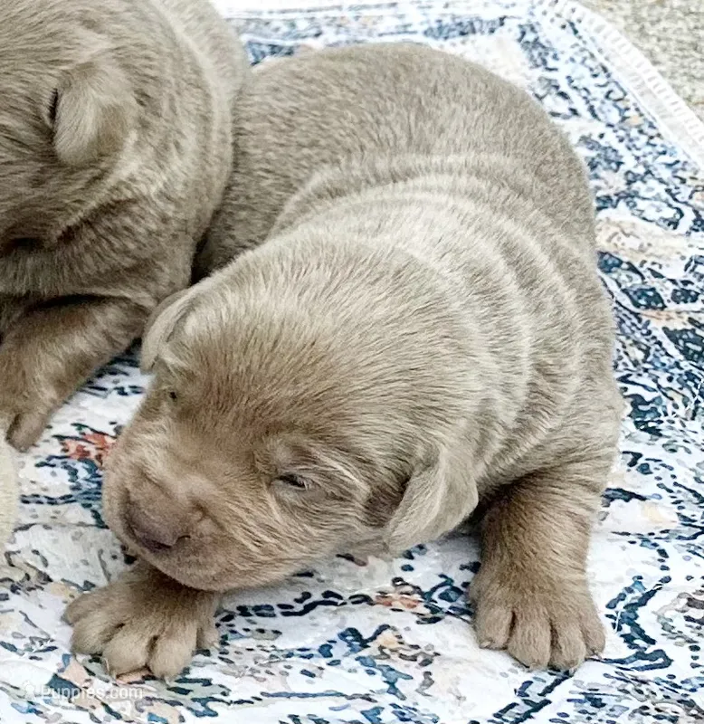 Ellie – Labrador Retriever puppy for sale in Ashburnham, MA