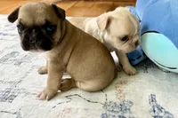 AKC Oakley, a male French Bulldog for sale in Ashburnham, MA – 5 of 9