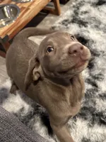 Riley, a female Labrador Retriever for sale in Ashburnham, MA – 2 of 2