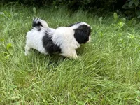 Benny, a male Shih Tzu for sale in Ashburnham, MA – 6 of 6
