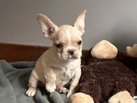 AKC Truffle, a female French Bulldog for sale in Ashburnham, MA – 6 of 6