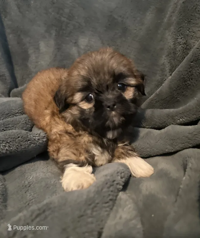 Dozer – Shih Tzu puppy for sale in Ashburnham, MA
