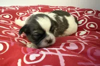 Sold-Pete, a male Shih Tzu for sale in Ashburnham, MA – Photo 1 of 3