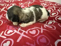 Sold-Pete, a male Shih Tzu for sale in Ashburnham, MA – Photo 2 of 3