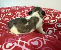 Sold-Pete, a male Shih Tzu for sale in Ashburnham, MA – Photo 3 of 3