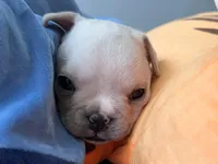 AKC Cooper, a male French Bulldog for sale in Ashburnham, MA – 2 of 7