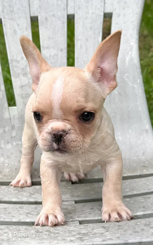 AKC Truffle – French Bulldog puppy for sale in Ashburnham, MA