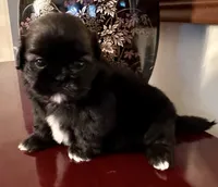 Ms. Licorice, a female Shih Tzu for sale in Ashburnham, MA – 5 of 5