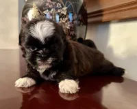 Ms. Tabitha, a female Shih Tzu for sale in Ashburnham, MA – 3 of 6
