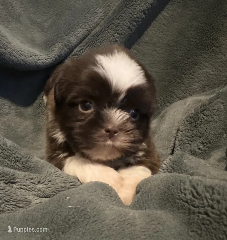 Jiffy – Shih Tzu puppy for sale in Ashburnham, MA