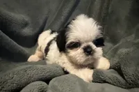 Duke, a male Shih Tzu for sale in Ashburnham, MA – 2 of 6