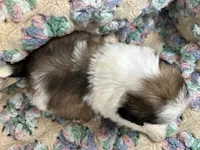 Nemo, a male Shih Tzu for sale in Ashburnham, MA – 4 of 4