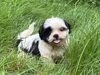 Coco, a female Shih Tzu for sale in Ashburnham, MA – 2 of 8