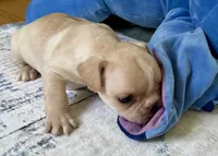 AKC Truffle, a female French Bulldog for sale in Ashburnham, MA – 9 of 9