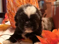 Ms. Tabitha, a female Shih Tzu for sale in Ashburnham, MA – 5 of 6