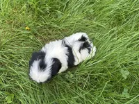 Lucy, a female Shih Tzu for sale in Ashburnham, MA – 6 of 6