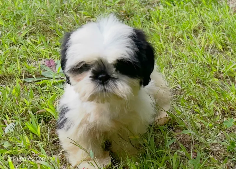 Duke – Shih Tzu puppy on hold in Ashburnham, MA