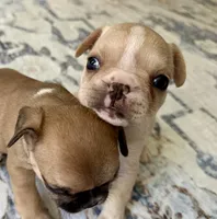 AKC Truffle, a female French Bulldog for sale in Ashburnham, MA – 4 of 9
