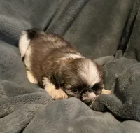 Bailey , a male Shih Tzu for sale in Ashburnham, MA – 5 of 7