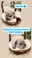 Poncho , a male French Bulldog for sale in Georgetown, TX – 1 of 2